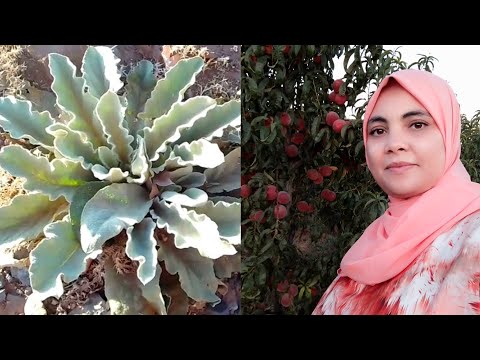 هادي سبب باش داوات ماما من ام جلود او نبابل لكل من يعاني من أم جلود هذه الوصفة ليك 