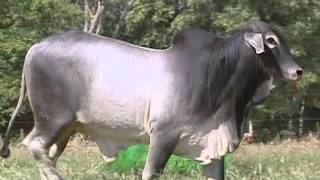 Lote 61 CSCB A7668