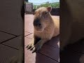 Sun-powered ☀️ #capybara #capybaracafe #cappiness #shinjuku #animalcafe