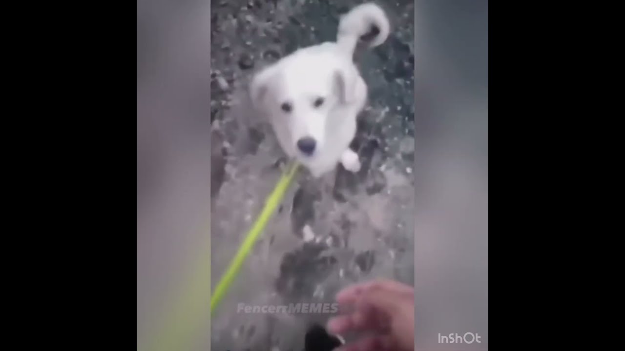 POV Average Dog Named Cupcake