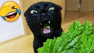 Funniest Animals 😄 Best Funny Dogs and Cats Compilation 2024 #7
