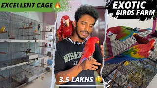 Exotic Birds Farm / Birds for sale with price 🔥#birdsfarm #birdsforsale #exotic #parrot #petsvlog