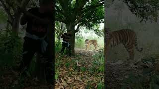 sundarban tiger attack #danger #viral