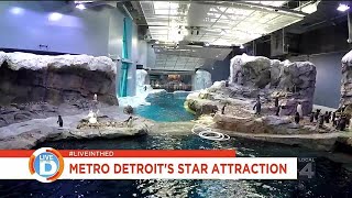 Detroit Zoo home to the world's largest penguin exhibit