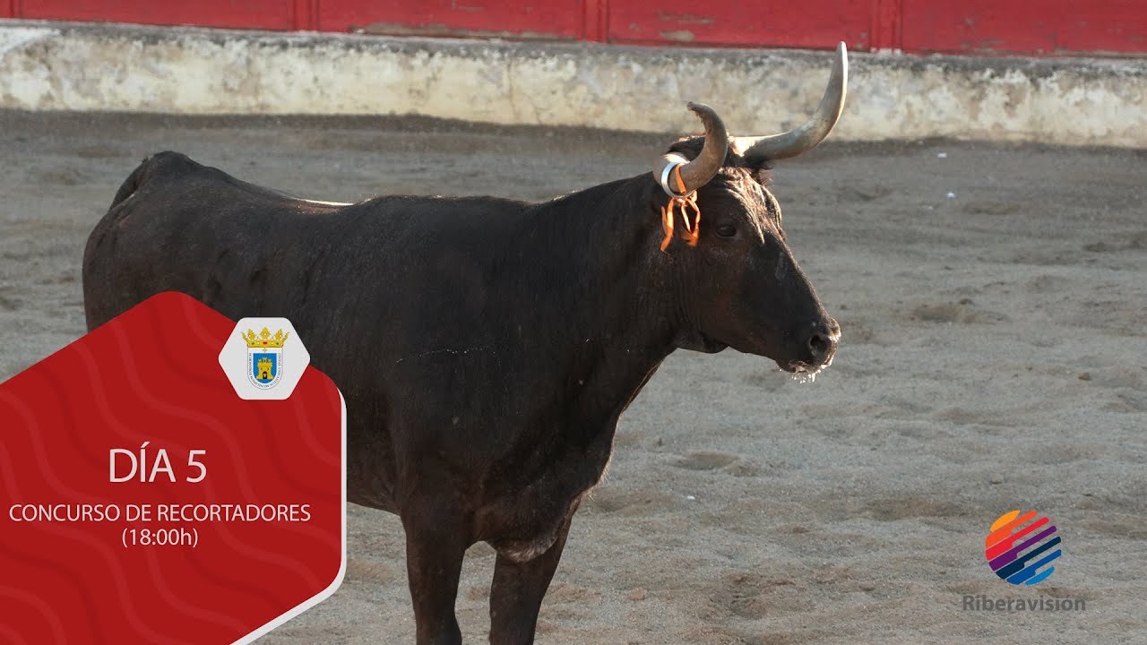 Fiestas de Cascante Día 5 Concurso de Recortadores con Anillas