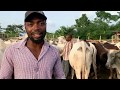 How to start a cattle farm- Episode 4- Ratio of cows VS bulls