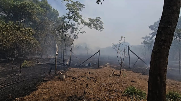 Nosso Sítio Pegou Fogo - Perdemos o Pasto dos  Bois