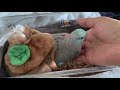 どんぐりハウスから、おはようマメちゃん