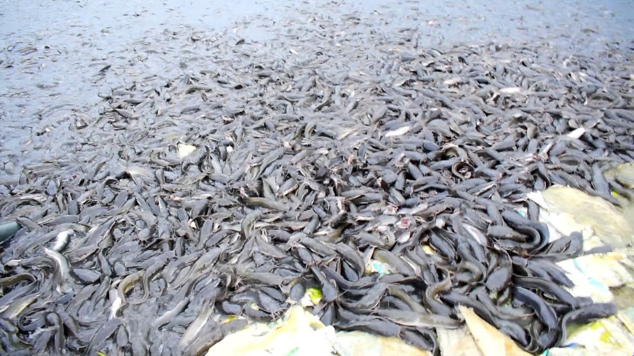 Hybride Magur Fish Farming Eating Food In Pond || Catfish Fish Farming ...