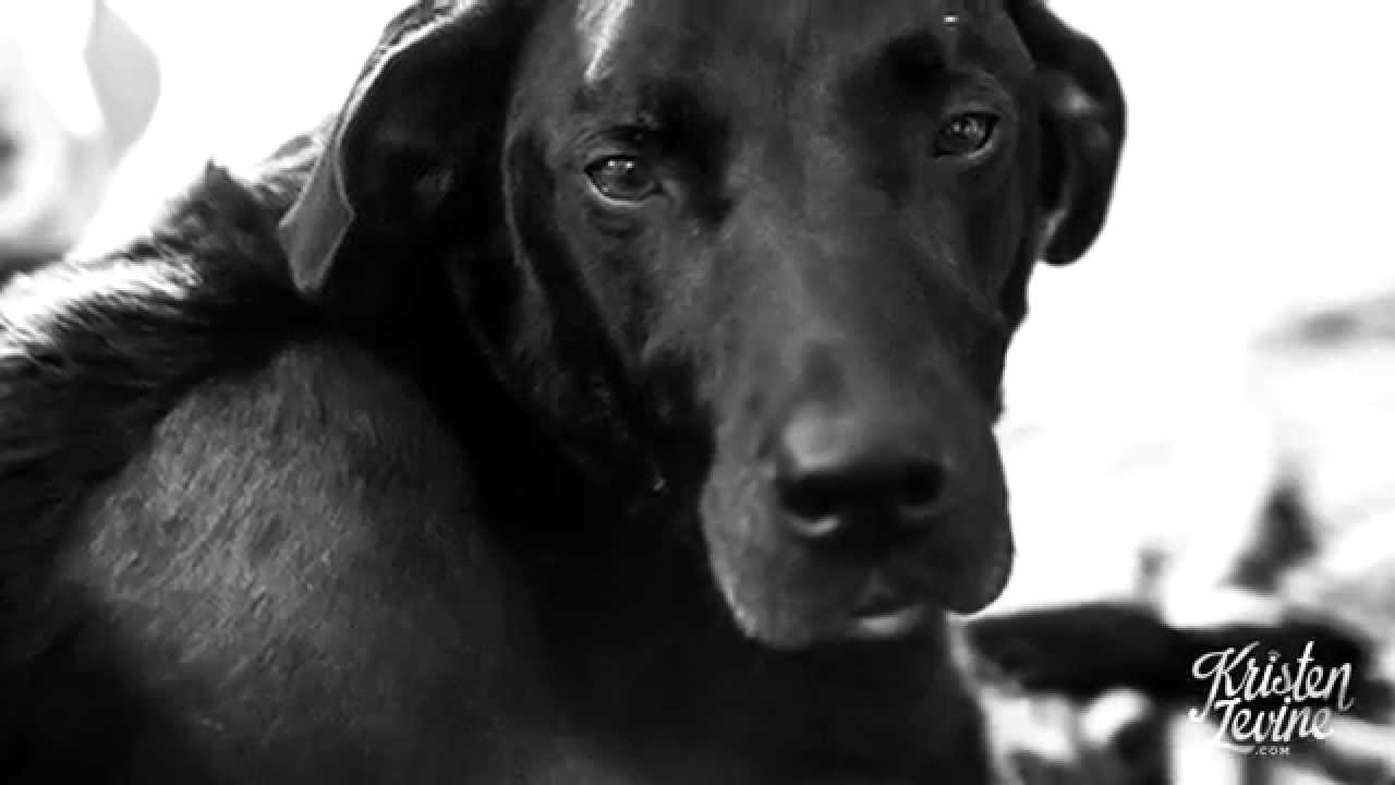 pet bloggers uk Fond Farewells to Pets, Creative Goodbyes Help Heal the Heart