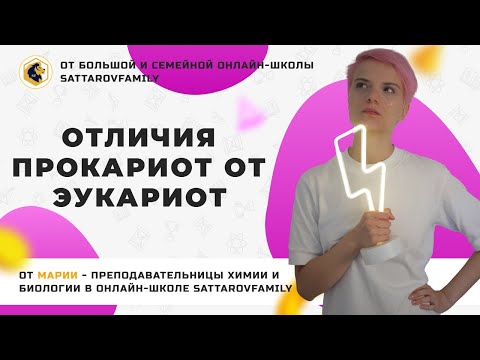 Отличия прокариот от эукариот