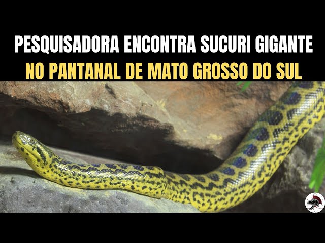 Cafofo' das sucuris: jovem descobre toca de serpente gigante em MS; veja  vídeo, Mato Grosso do Sul