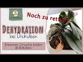 Orchideen 🌺 - Blätter schrumpelig und schlaff - 💡 was tun?