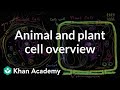 Cell Structure Showdown: Comparing Plant and Animal Cells