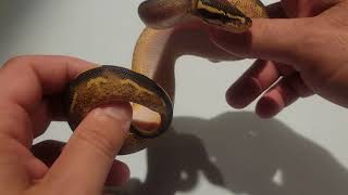 2021 Freeway ball python