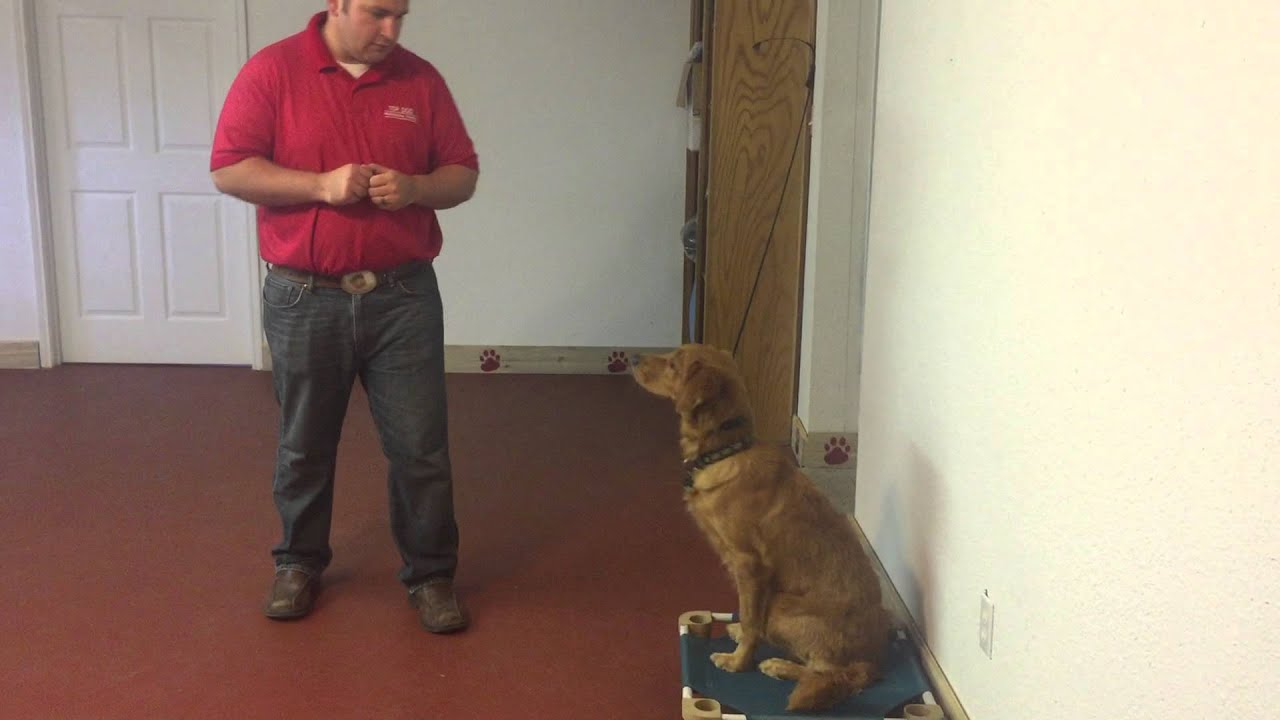 Bentley obedience update August 7, 2015 obedience to authority