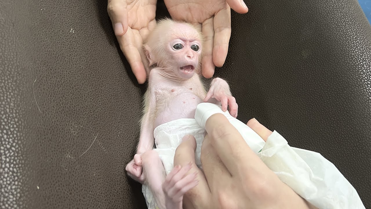 Baby monkey Xuzi goes to the hospital for treatment!