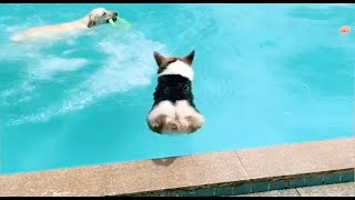 corgis sure can swim -- swimming corgis compilation