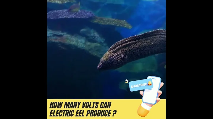 How Many Volts Can Electric Eel Produce? #shorts