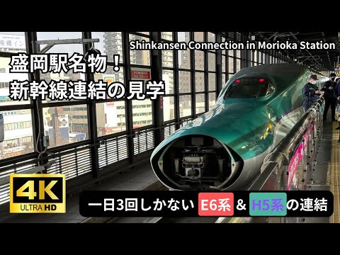 [Tohoku Shinkansen] Shinkansen Connection in Morioka Station 2023.03.11