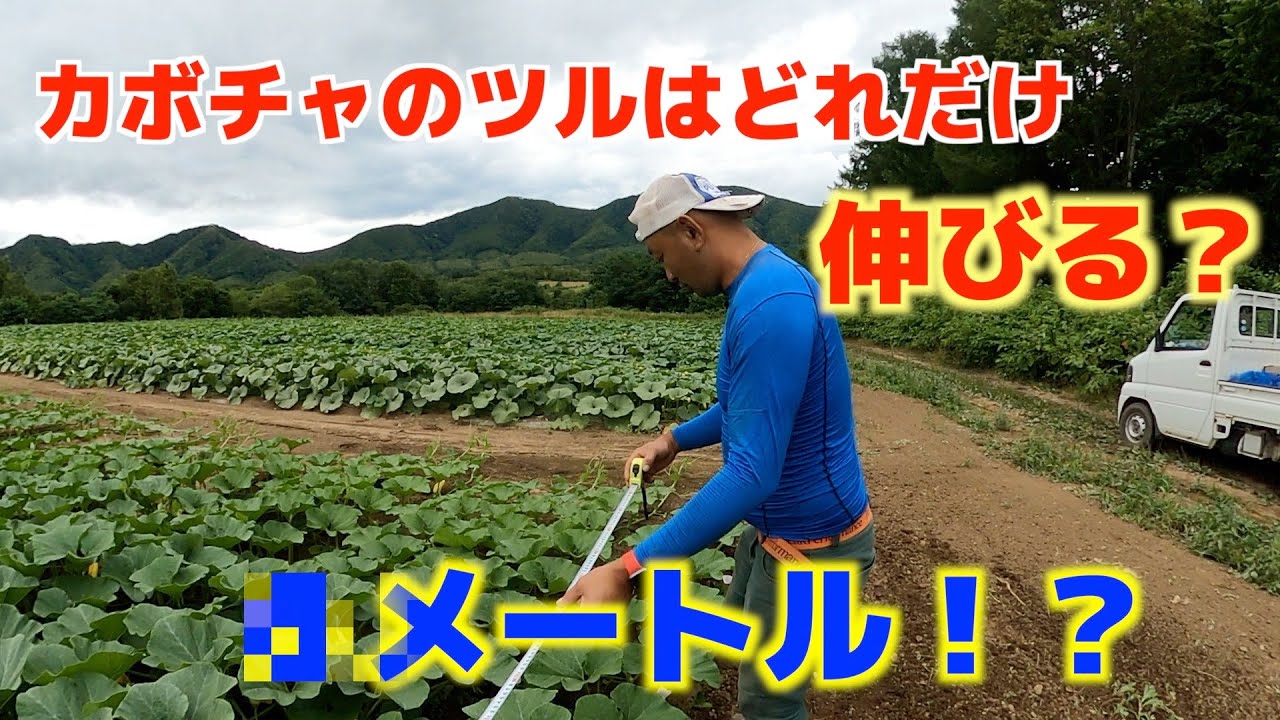 カボチャのツルは何メートルまで伸びる？？＠ABE FARM - YouTube