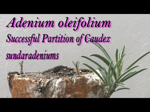 Video: Adeniums: Kotihoito
