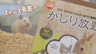 ハムスター歯のお手入れとイライラ防止に【かじり木】を入れてみました。