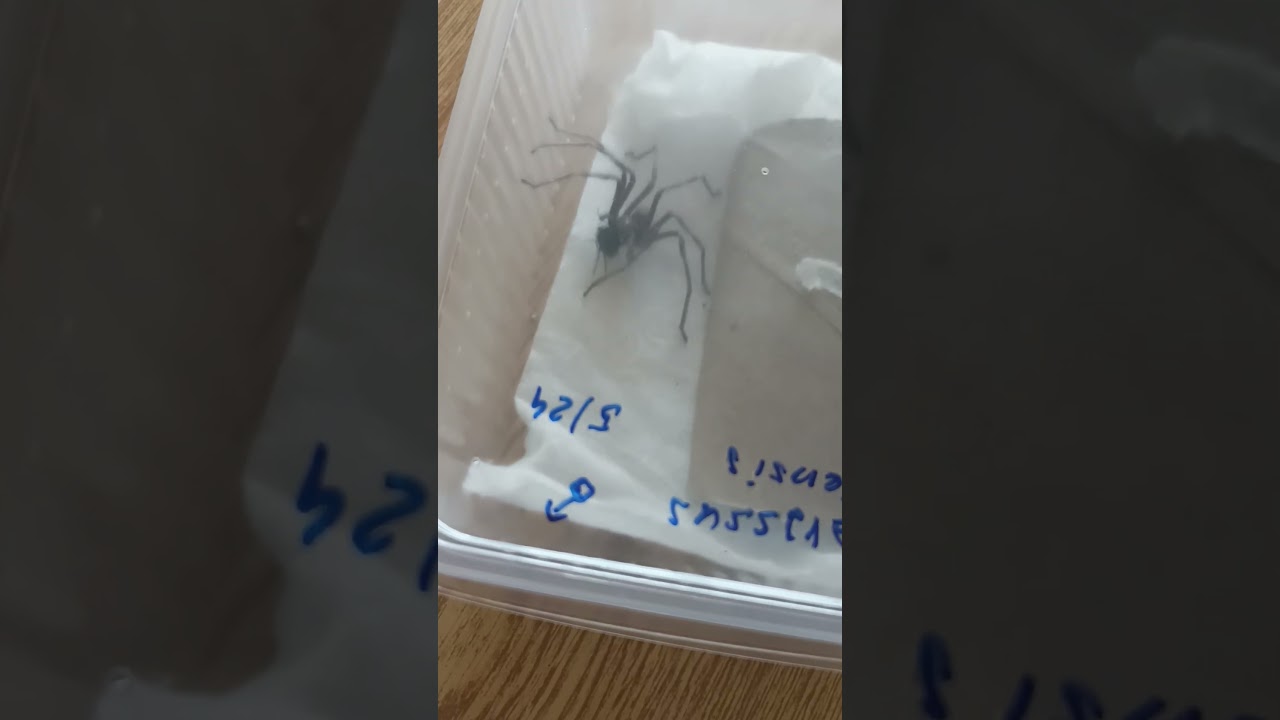 My adult male Eusparassus oraniensis hunted a fly