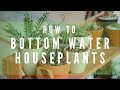 How to bottom water your house plants for beginners - houseplants 101