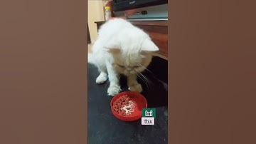 KUCING CUMA MAU MAKAN DISUAPIN⁉️#cats #viral#shortvideo #reaction#health#gaming #anime#games#india