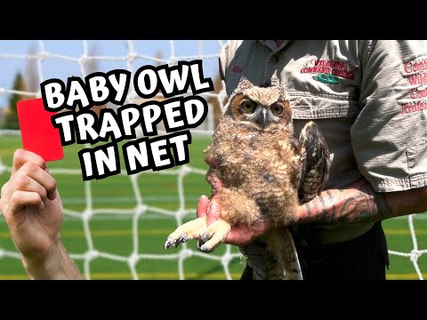 Epic Encounter: Great Horned Owl Injured On The Soccer Field - Episode 18