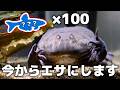 バジェットガエルの水槽に100匹の生物を放流してみた結果・・・