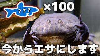 バジェットガエルの水槽に100匹の生物を放流してみた結果・・・