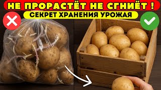 КАРТОФЕЛЬ 🥔НЕ БУДЕТ ПРОРАСТАТЬ!Секрет хранения на всю зиму без холодильника