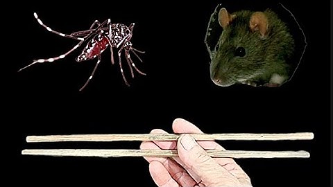 Mẹo Dùng Đũa Tre, Đuổi Chuột, Đuổi Muỗi, Kiến & Bướm Đêm