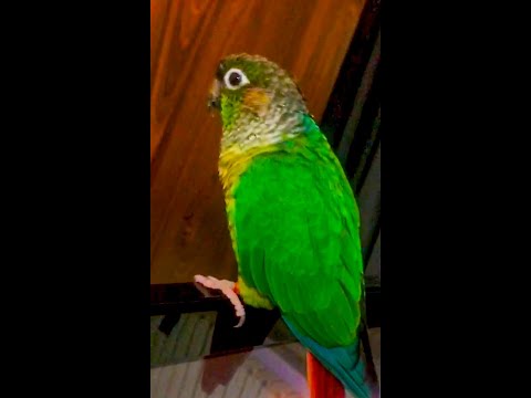 قدرات ببغاء الجرين شيك كونيور على الكلام و الاستجابة للاوامر و نبرة صوته جرين شيك يتكلم