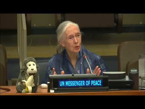 Jane Goodall, UN Messenger of Peace on International Day of Peace