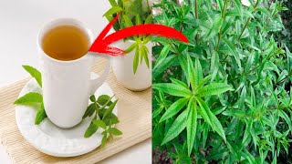 Una Sola Hoja De Cedron Cura Estas Enfermedades Te Enseño Como Se Prepara El Remedio