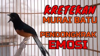 KRETEKAN MURAI BATU pendongkrak EMOSI✅✅ shama bird✅