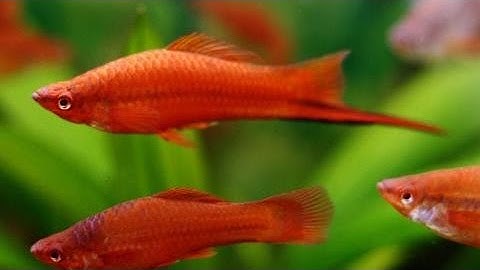 Cách nuôi cá Đuôi Kiếm || How to raise Swordtail Fish #lyphanthiet #cácảnh #fish #thủysinh #animal