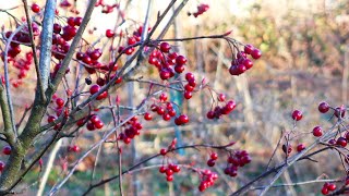 Why I Like to Grow THIS Native Fruit Tree!! Cold Weather Gardener Explains: The Red Chokeberry!! Net Worth