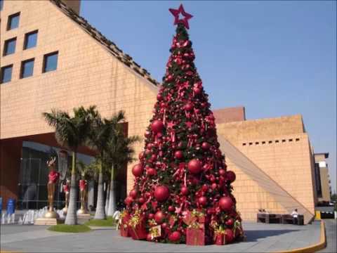 Video: Najkrajšie Vianočné Stromčeky Na Svete