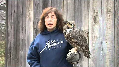 Nancy Sloan & Circe The Great Horned Owl - Welcome...
