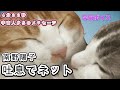 『吐息でネット・南野陽子』男性が女性曲を原曲キーで歌う　Covered by 宇宙ボイスシンガーMr.リトルグレイ（ザ・ベストワン第一位）【４分３３秒に宇宙人からのメッセージ】