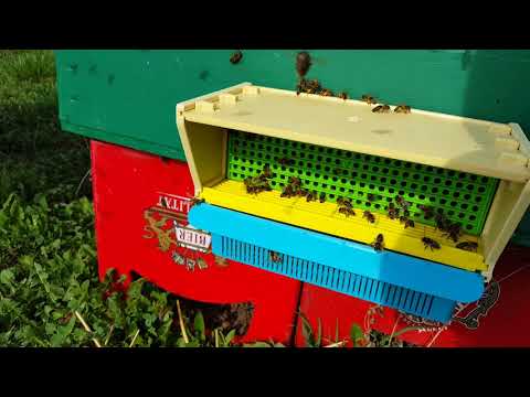 apicultura-11-04-2018-montare-colector-polen
