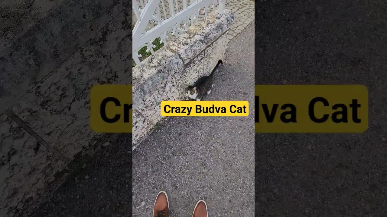 crazy budva city cat 