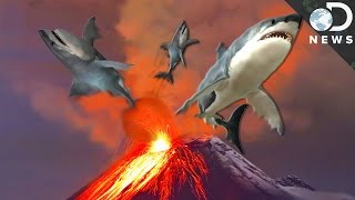 6 Insane Animals That Live In Volcanos