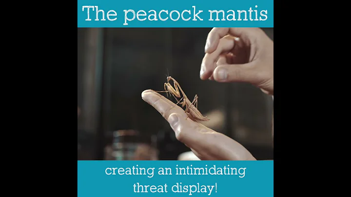Peacock Mantis | Bug Facts - DayDayNews