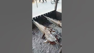 #beach cá lóc nướng , mắm me chấm là hết sảy