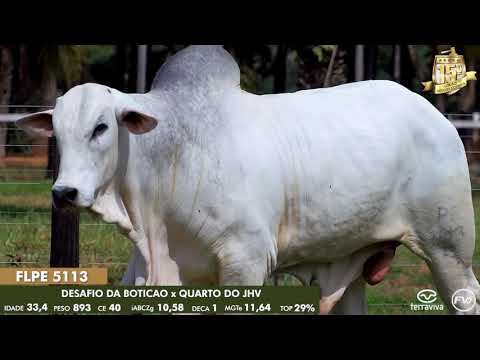 Nelore Cometa | 15º Leilão | Lote 130